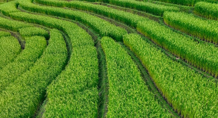 close up image of rows of rice field hedges