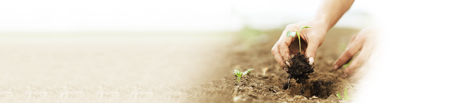 planting seedling into soil