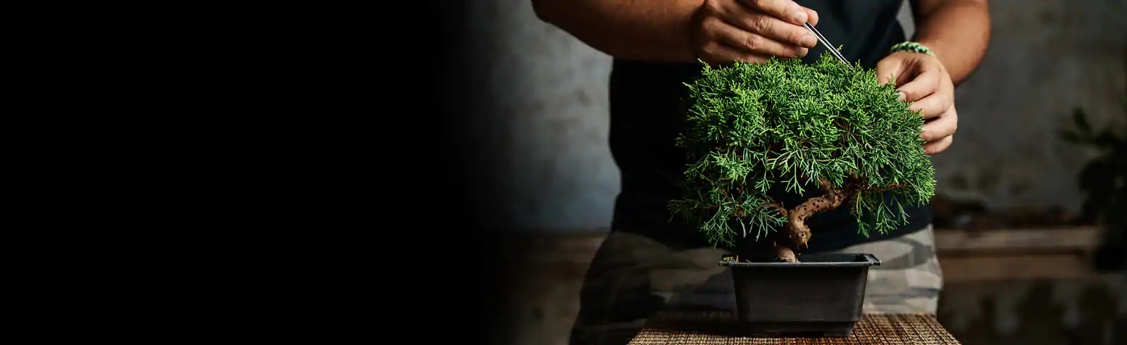 Plant, Vase, Jar