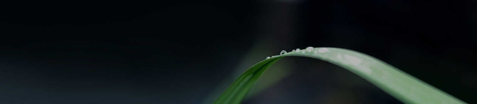 Leaf, Plant, Droplet