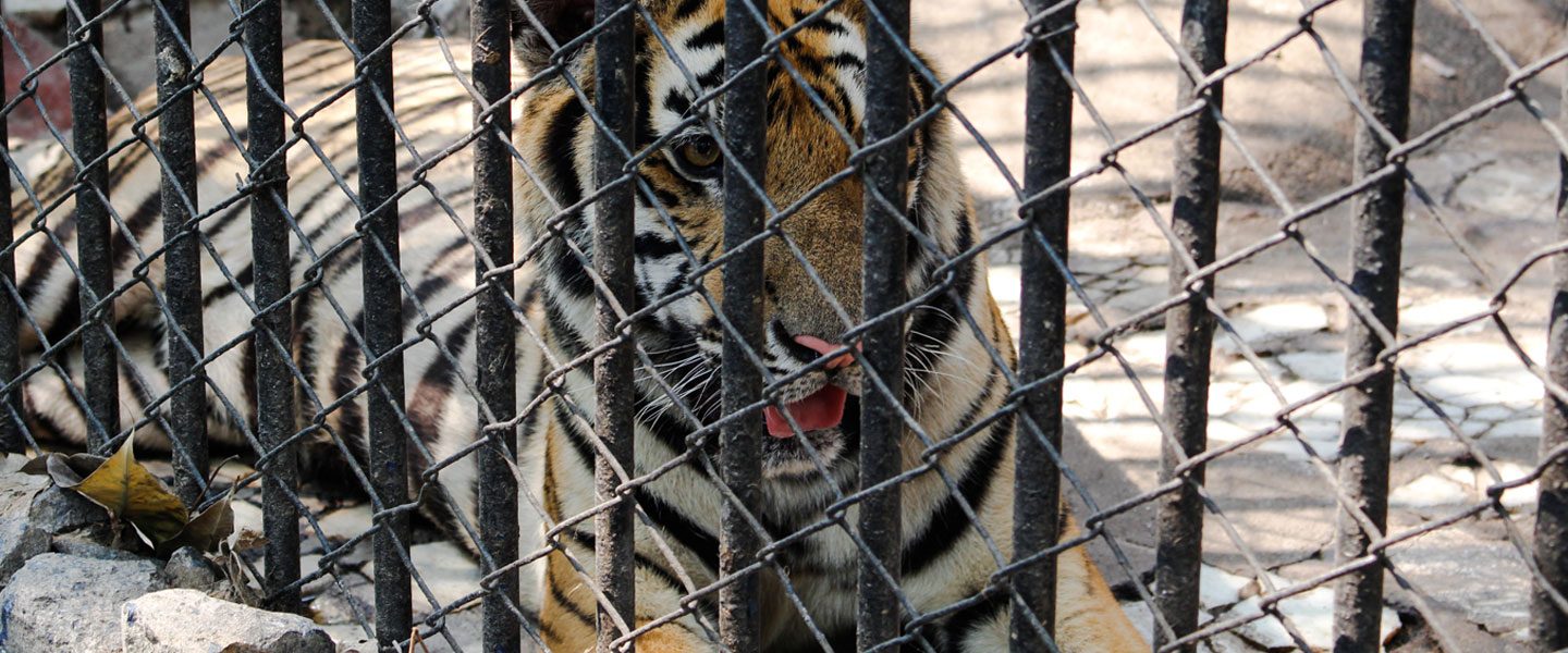 Tiger behind metal fencing and bars