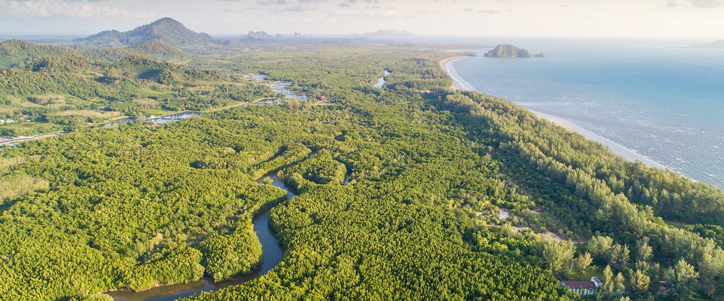 Large plot of greenery representing sustainability