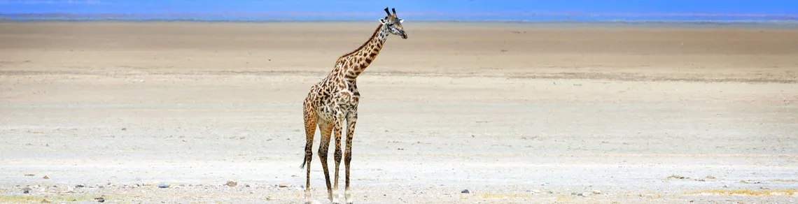 safari animal