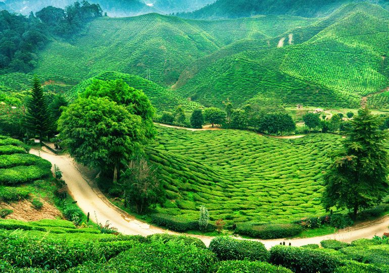 Lush Green hills