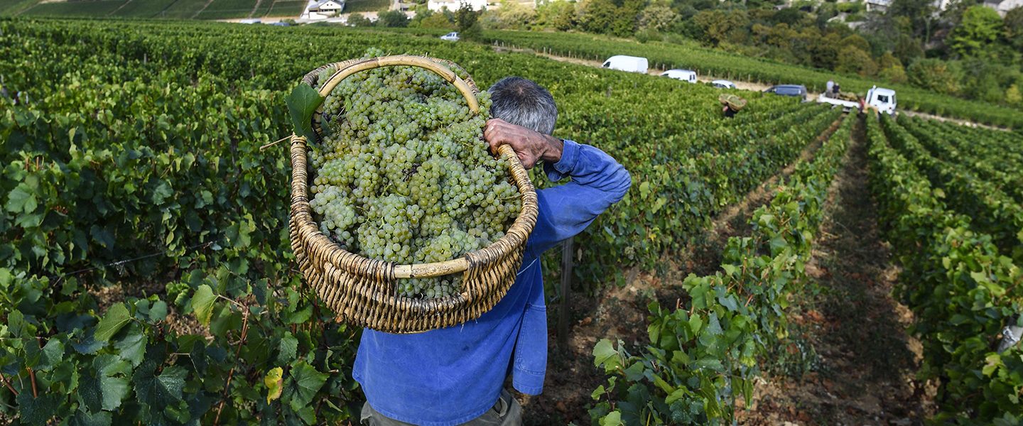A farmer carries grapes in an era where climate change affects global trade