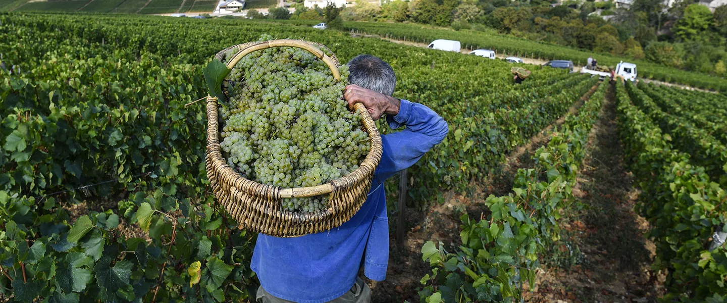 A farmer carries grapes in an era where climate change affects global trade