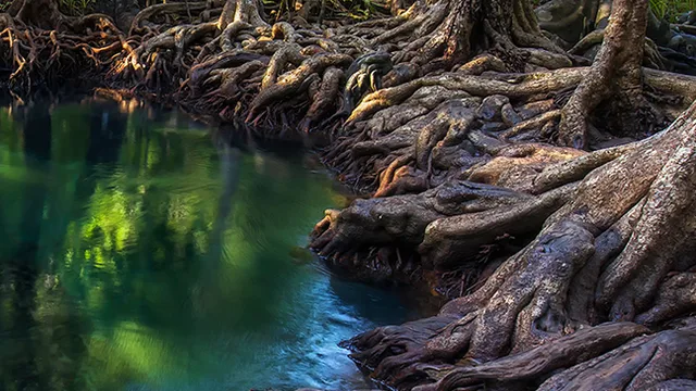 A mangrove forest.