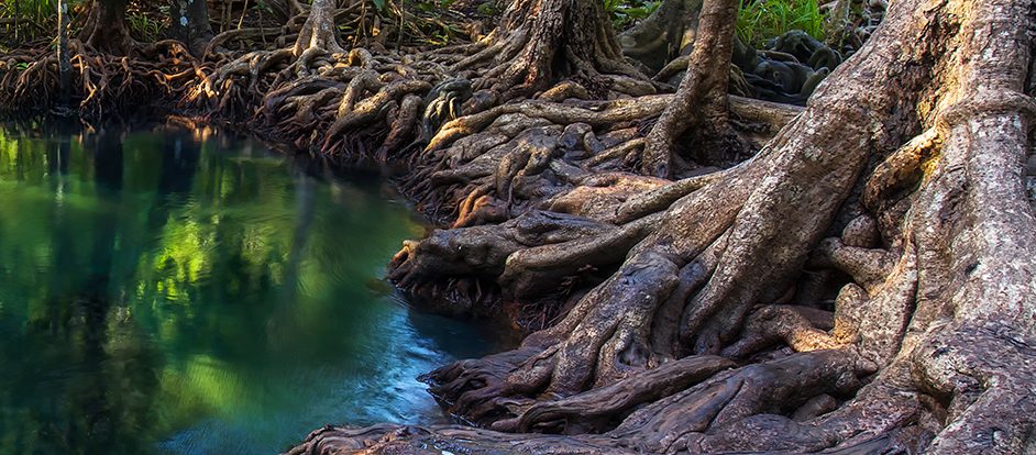 A mangrove forest.