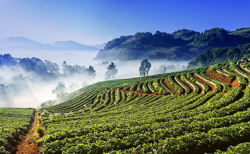 A strawberry field in the hills.