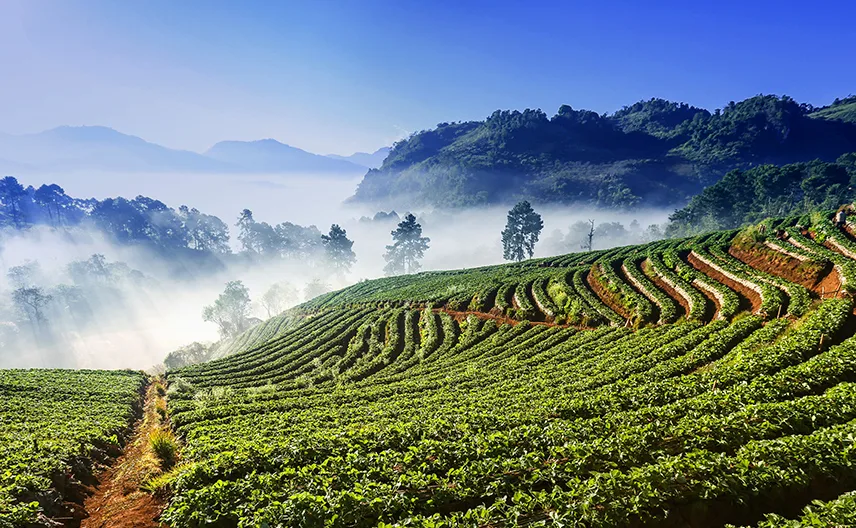 A strawberry field in the hills.