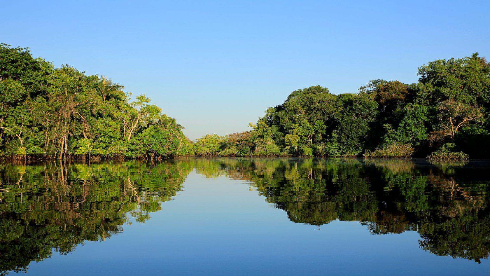 Amazon Rainforest