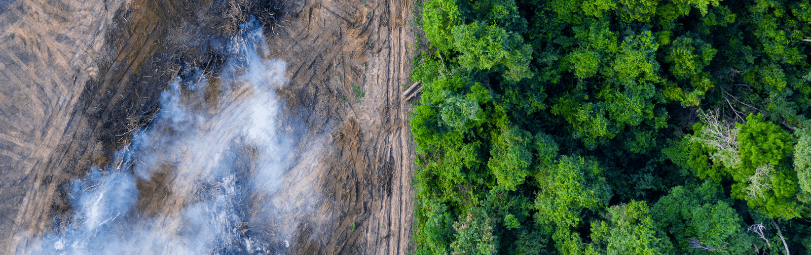 Top view of forest and burning land 