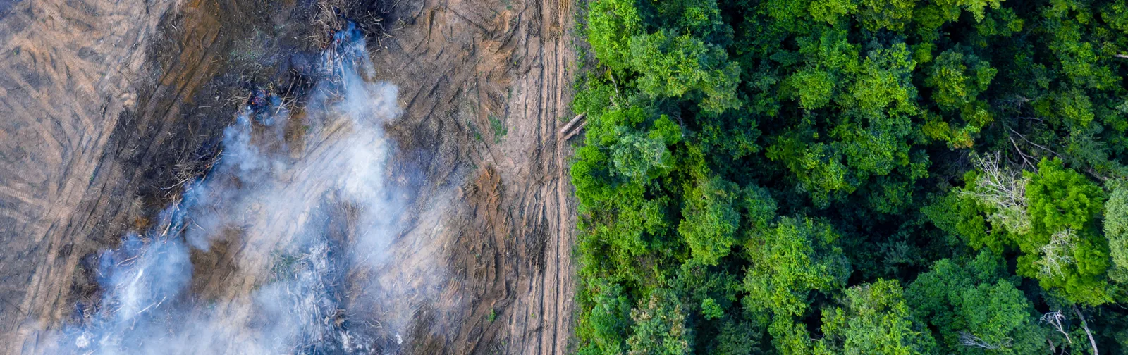 Top view of forest and burning land 