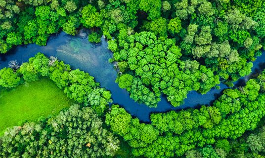 A forest seen from overhead.