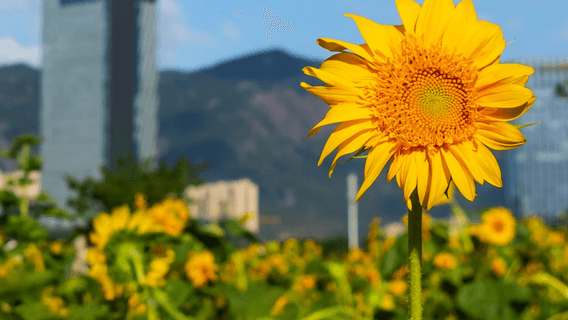 sunflowers tablet