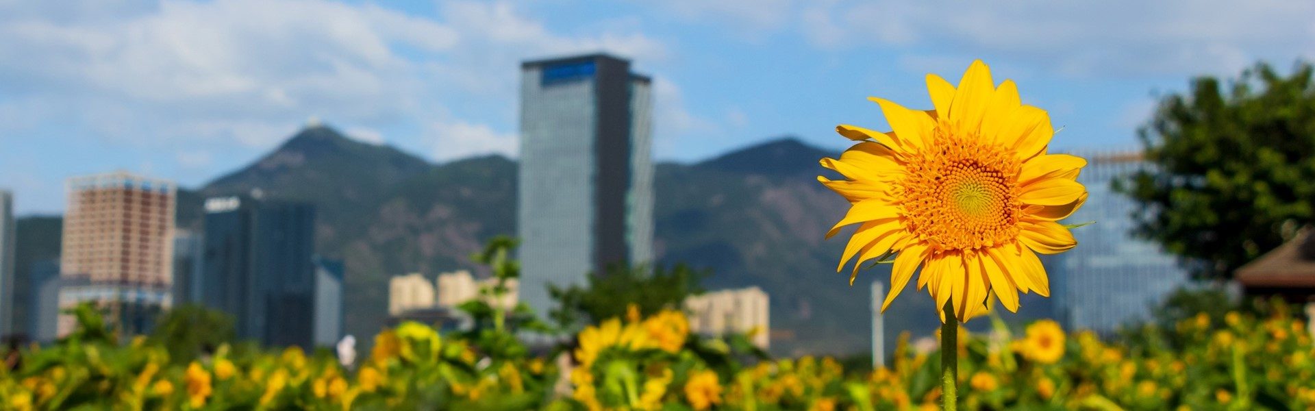 sunflower