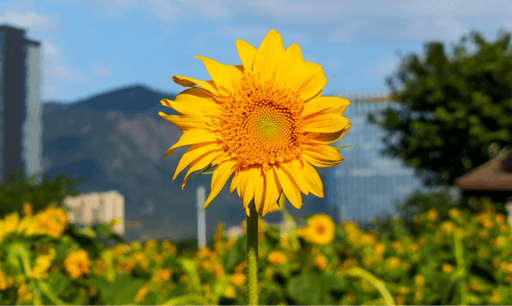 Sunflowers
