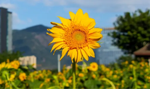 Sunflowers