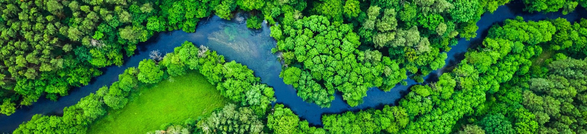 winding river amongst trees