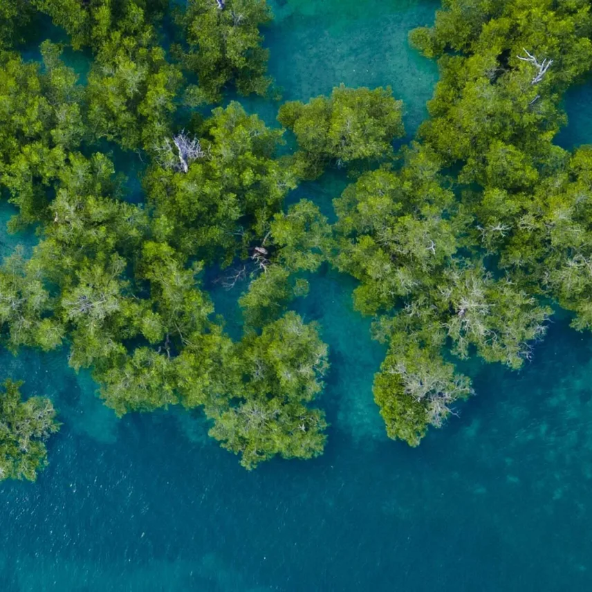 A mangrove forest in a blue river is seen from above.