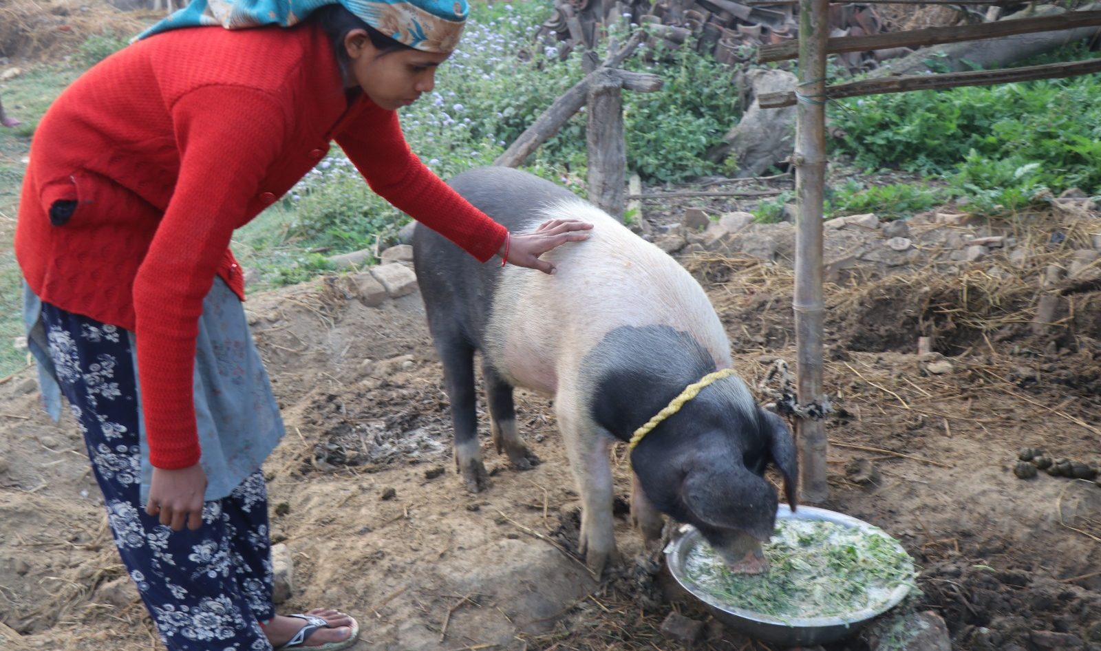 Pig rearing