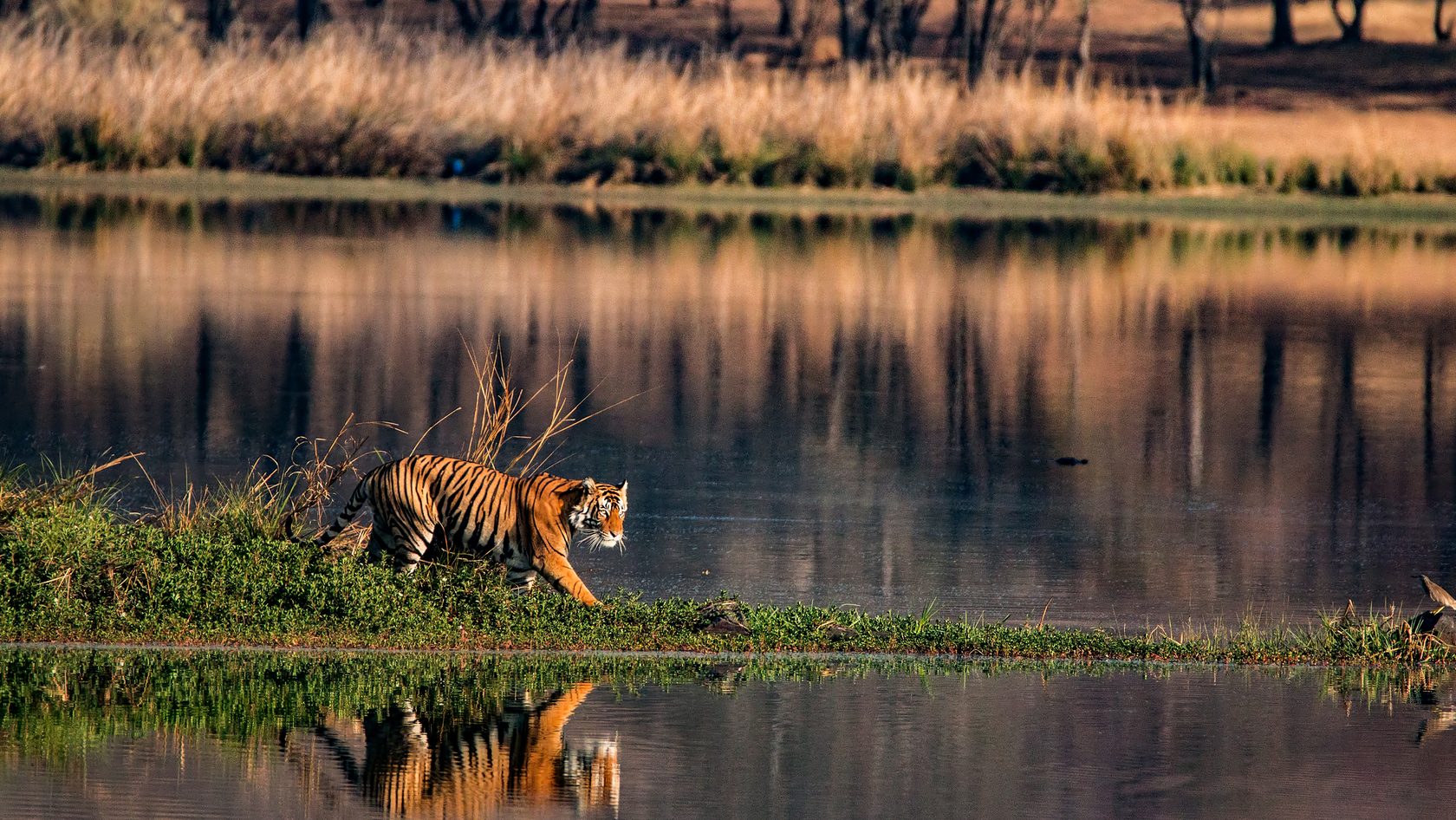 Tiger in its habitat