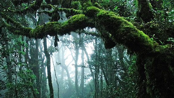 image of trees in a dense forest