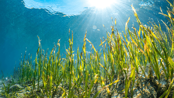 Sea grass