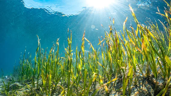 Sea grass