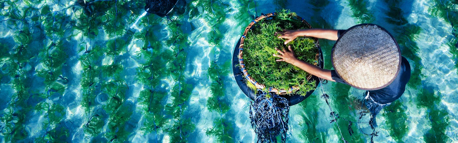 seaweed