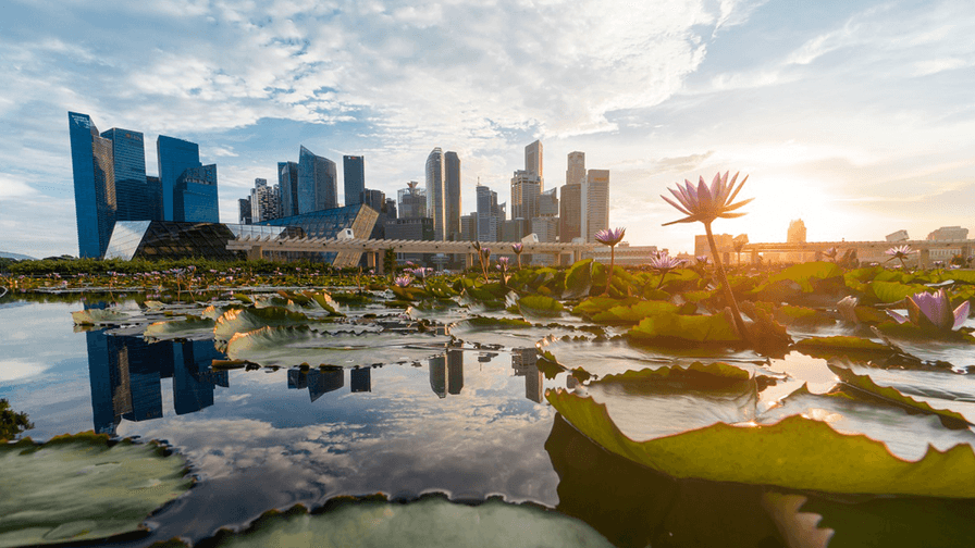 Skyline view with lotus in water & buildings behind them.