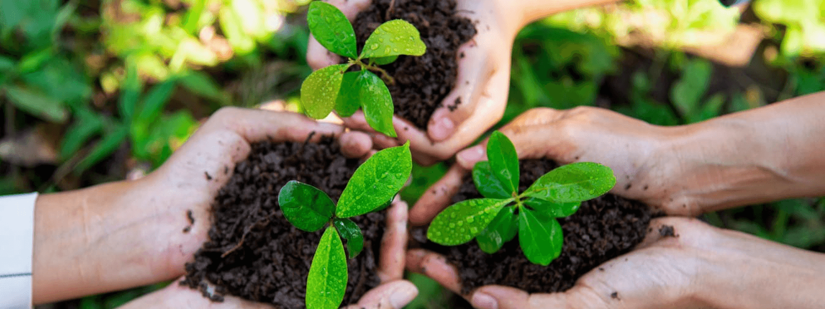 hands holding plants