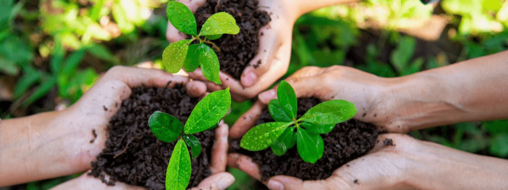 hands holding plants