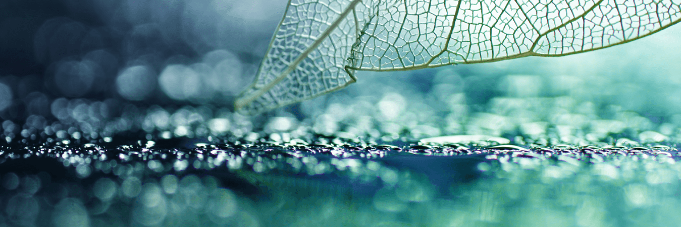 leaf skeleton hanging over water
