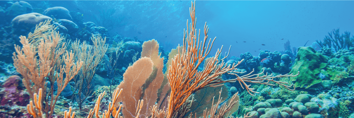 Blue finance - helping save our seas