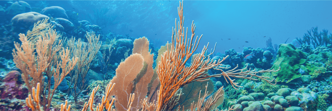 Blue finance - helping save our seas