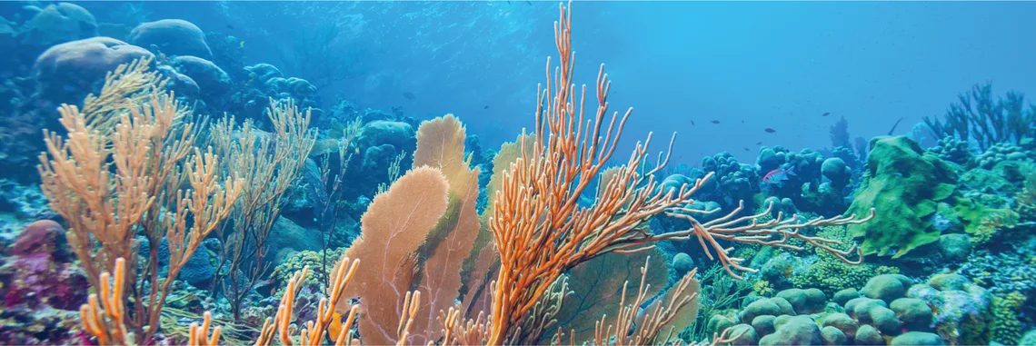 Blue finance - helping save our seas
