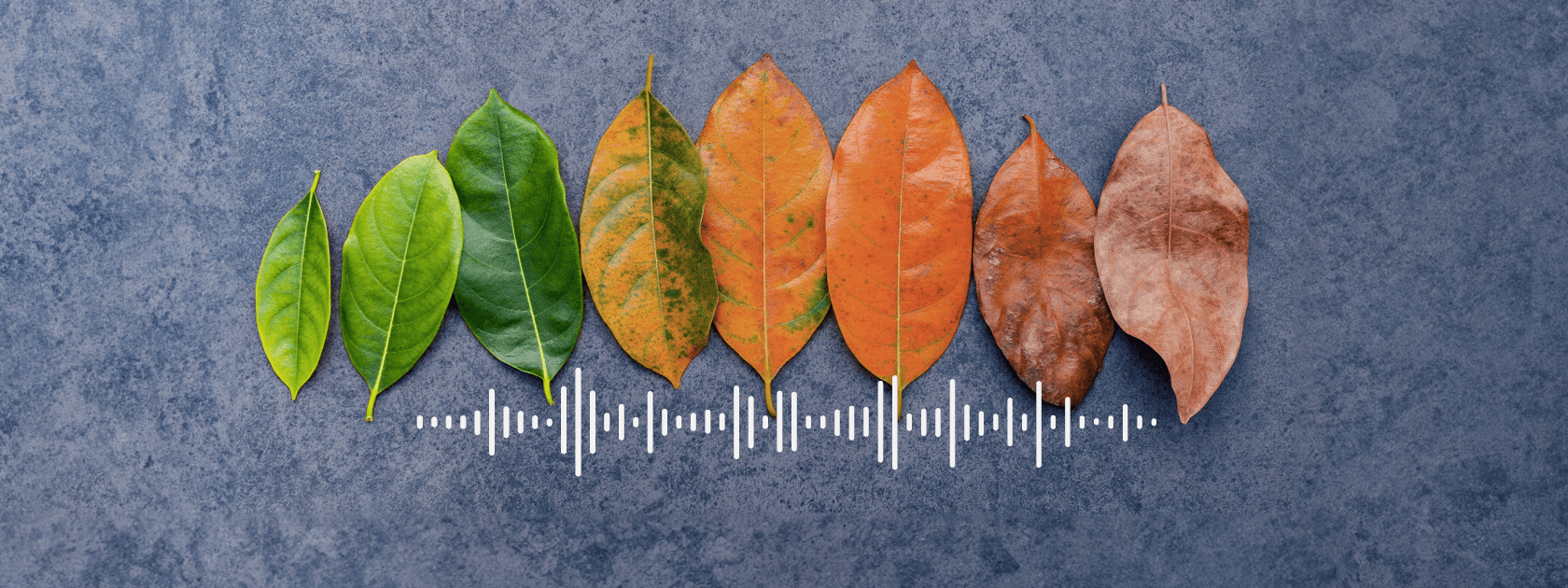 ccib fm market outlook us china podcast masthead lines