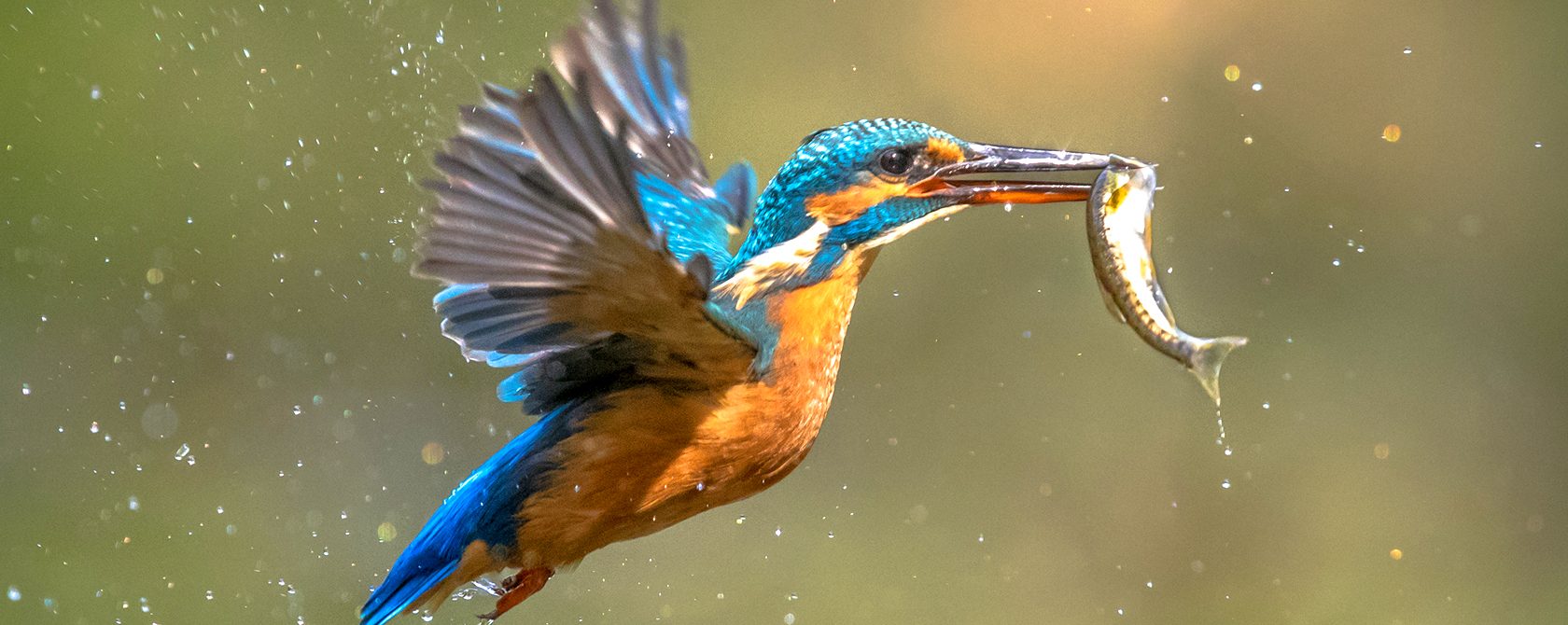 A colourful bird flies off with a tiny fish in its beak