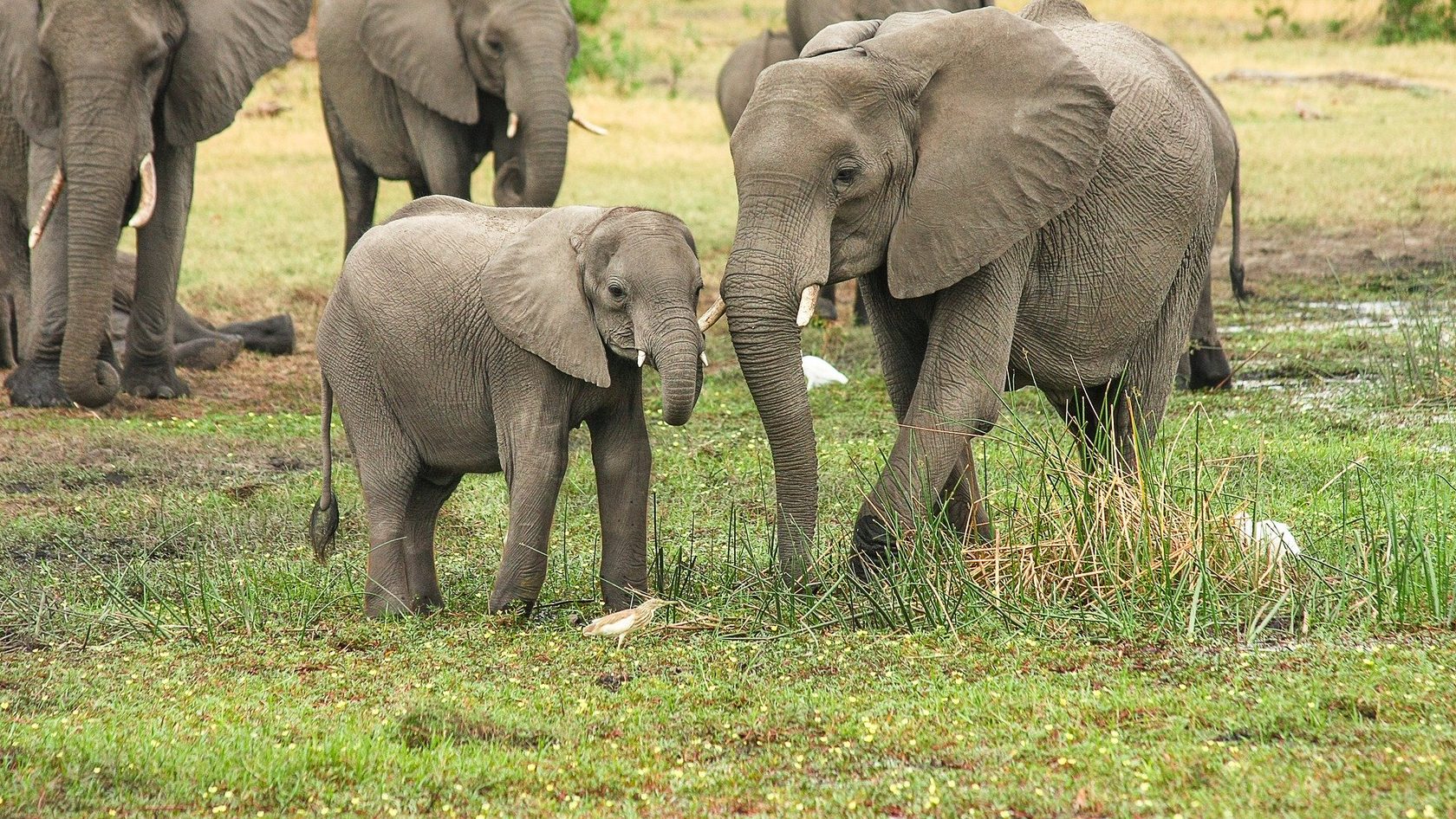 Elephants in the wild