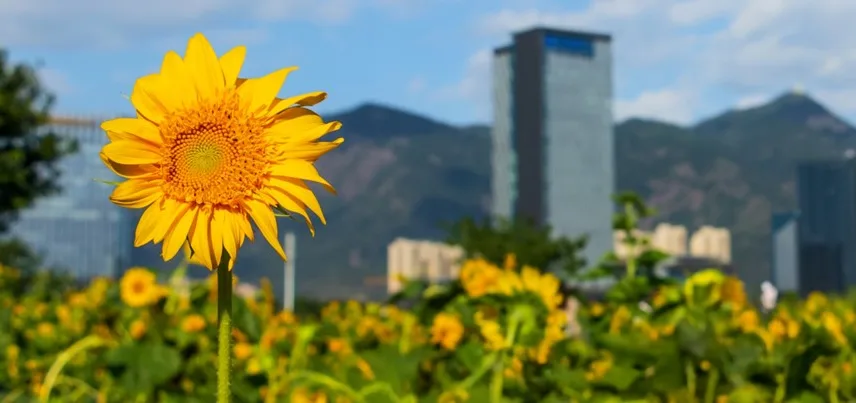 sunflower