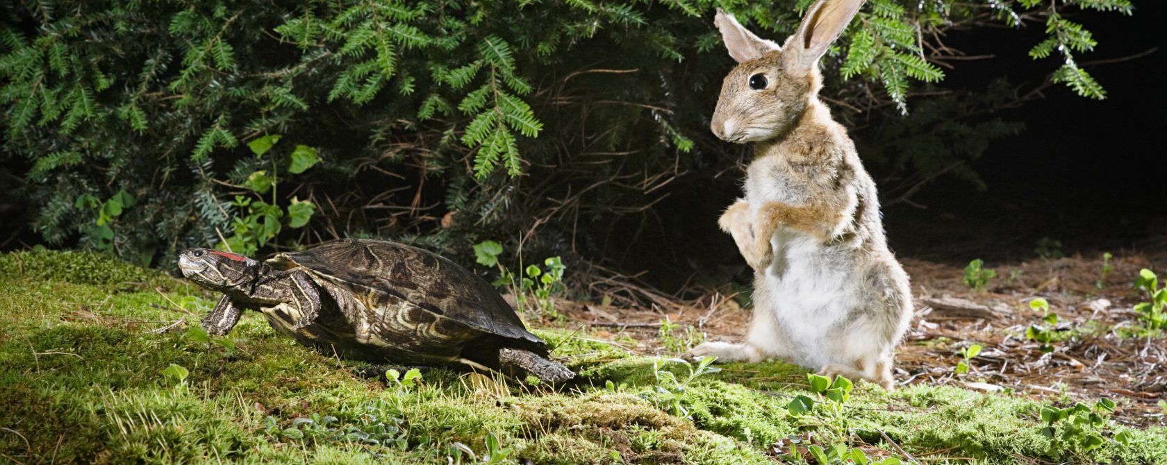hare and tortoise