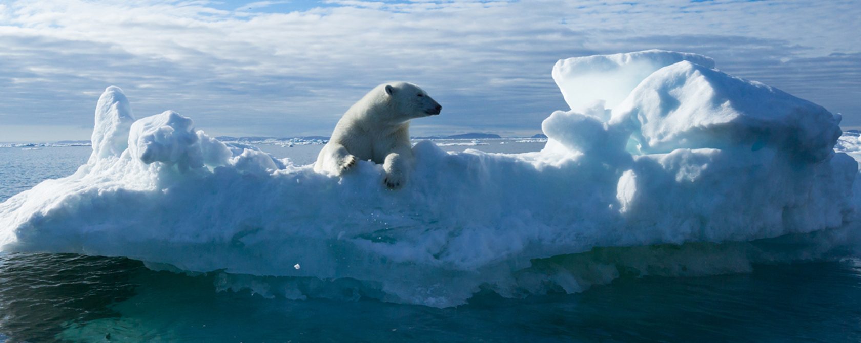 Ice and water with a bear