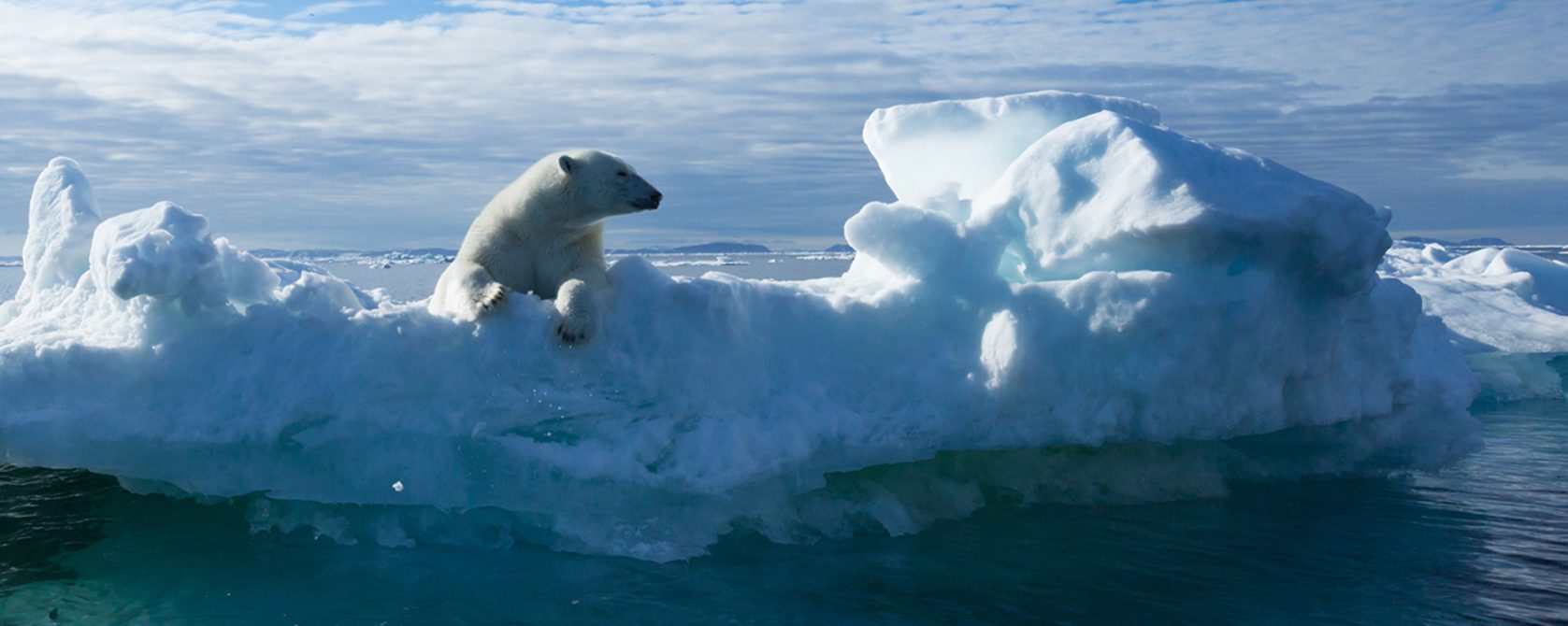 Ice and water with a bear
