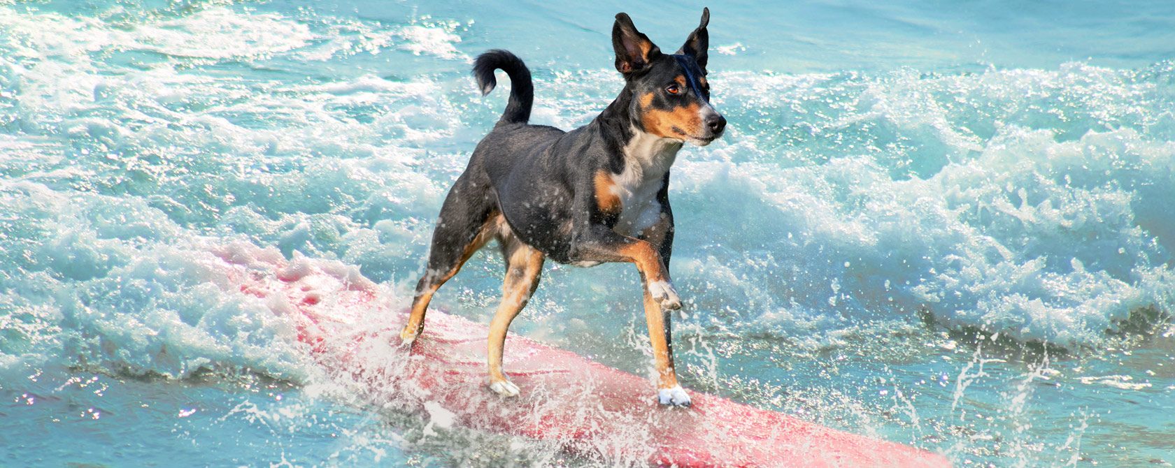 A dog on a beach