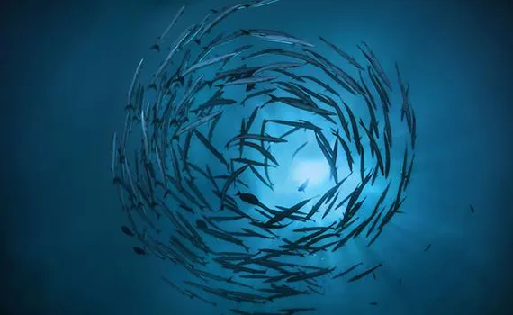 fish in the sea