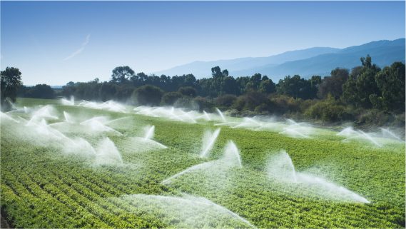 crop field with water sprinklers