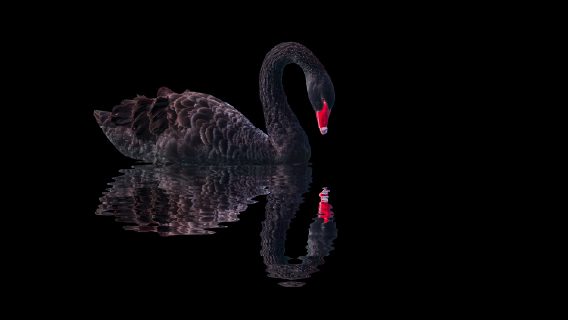 black swan against black background