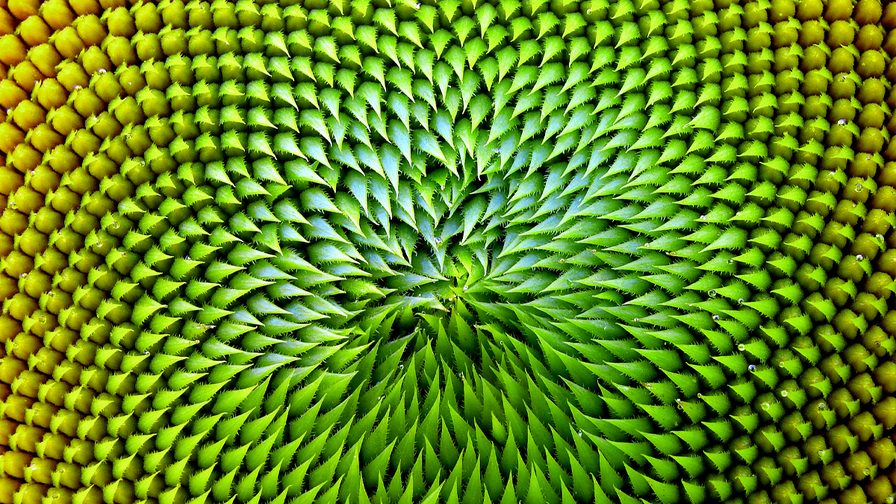 Image showing florets of sunflower