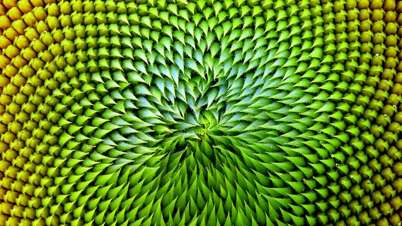 Image showing florets of sunflower